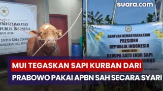 MUI Tegaskan Sapi Kurban Prabowo Pakai APBN Sah Secara Syari, Ini Alasannya