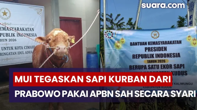 MUI Tegaskan Sapi Kurban Prabowo Pakai APBN Sah Secara Syari, Ini Alasannya