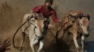 Pacu Jawi, Tradisi Syukur Petani Tanah Datar atas Hasil Bumi