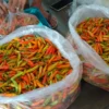 Pasokan Berkurang, Harga Cabai Rawit dan Keriting di Kediri Naik