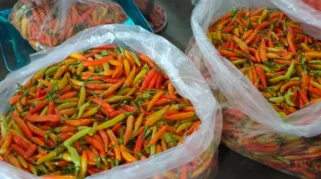 Pasokan Berkurang, Harga Cabai Rawit dan Keriting di Kediri Naik