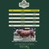 Peluang Bisnis Pasca-Kurban Saatnya Restocking Bakalan Sapi dengan Harga Lebih Murah