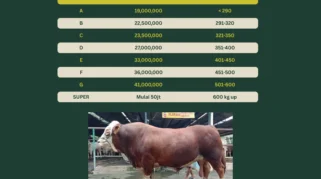 Peluang Bisnis Pasca-Kurban Saatnya Restocking Bakalan Sapi dengan Harga Lebih Murah