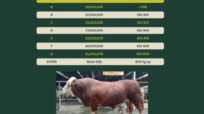 Peluang Bisnis Pasca-Kurban Saatnya Restocking Bakalan Sapi dengan Harga Lebih Murah
