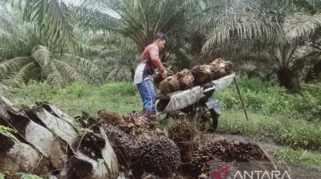 Pemerintah Minta Harga TBS Naik, Lindungi 15 Juta Petani Sawit dari Praktik Under Invoicing
