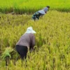 Pemkab Jombang Perkuat Perlindungan Petani dengan Asuransi dan Bantuan Benih
