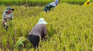Pemkab Jombang Perkuat Perlindungan Petani dengan Asuransi dan Bantuan Benih