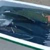 Penangkapan 1,2 Ton Ikan Napoleon di Laut Sulawesi: Hong Kong dan Cerita Panjang Perdagangan Ilegal dari Laut Indonesia