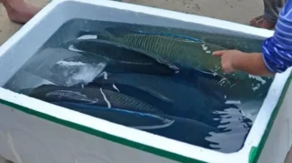 Penangkapan 1,2 Ton Ikan Napoleon di Laut Sulawesi: Hong Kong dan Cerita Panjang Perdagangan Ilegal dari Laut Indonesia