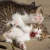 Penyebab Kucing Bertengkar dan Cara Mengatasinya Menurut Pakar