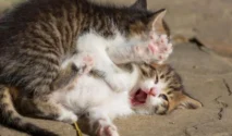 Penyebab Kucing Bertengkar dan Cara Mengatasinya Menurut Pakar