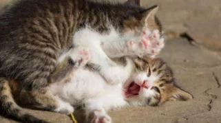 Penyebab Kucing Bertengkar dan Cara Mengatasinya Menurut Pakar