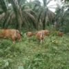 Perda Ternak Dipertanyakan, Petani di Onepute Jaya Keluhkan Sapi Berkeliaran Rusak Kebun
