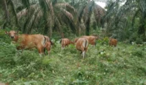 Perda Ternak Dipertanyakan, Petani di Onepute Jaya Keluhkan Sapi Berkeliaran Rusak Kebun