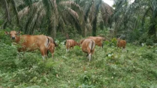 Perda Ternak Dipertanyakan, Petani di Onepute Jaya Keluhkan Sapi Berkeliaran Rusak Kebun