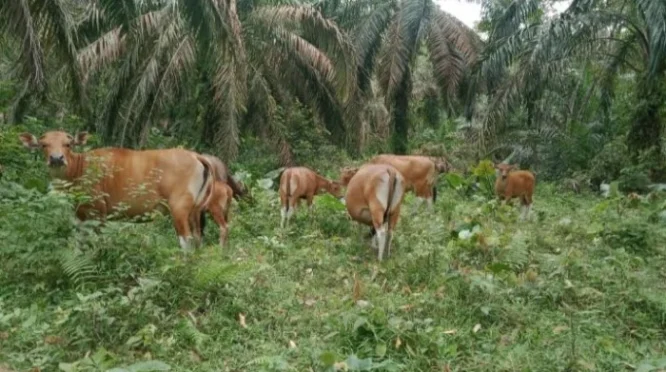 Perda Ternak Dipertanyakan, Petani di Onepute Jaya Keluhkan Sapi Berkeliaran Rusak Kebun
