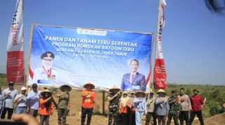 Perluasan Lahan Tebu di Situbondo Lebihi Target, Capai 598 Hektare