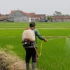 Petani di Jombang Didorong Perkuat Pengendalian Hama untuk Cegah Penyakit Tungro