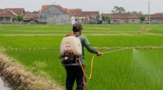 Petani di Jombang Didorong Perkuat Pengendalian Hama untuk Cegah Penyakit Tungro