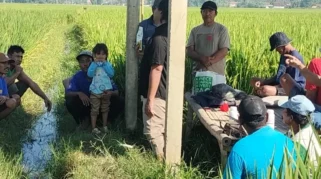 Petani Jember Intensifkan Pengendalian Wereng untuk Cegah Gagal Panen, Ini Langkahnya