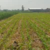 Petani Kediri Keluarkan Biaya Tambahan untuk Sewa Pompa Air di Musim Kemarau