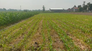 Petani Kediri Keluarkan Biaya Tambahan untuk Sewa Pompa Air di Musim Kemarau