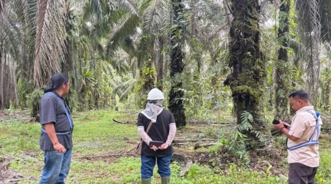 Petani Sawit Kotawaringin Barat Berjuang Bangun Pabrik Sawit, Investasi Capai Rp250 Miliar