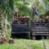 Petani Sawit Nagan Raya dan Abdya Keluhkan Harga TBS Tak Adil, Desak Pengawasan Pemerintah