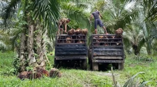 Petani Sawit Nagan Raya dan Abdya Keluhkan Harga TBS Tak Adil, Desak Pengawasan Pemerintah