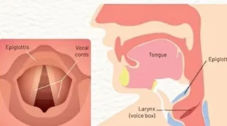 Pita Suara: Fungsi, Gangguan, dan Cara Menjaga Kesehatannya