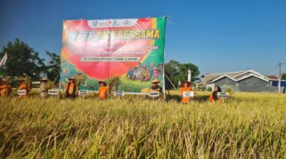 POC Limbah Dapur Terbukti Menaikkan Produksi Padi hingga 9,1 Ton per Hektare