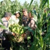 Polsek Blahbatuh Panen Jagung 1,5 Hektar Dukung Ketahanan Pangan Nasional