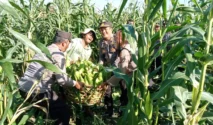 Polsek Blahbatuh Panen Jagung 1,5 Hektar Dukung Ketahanan Pangan Nasional