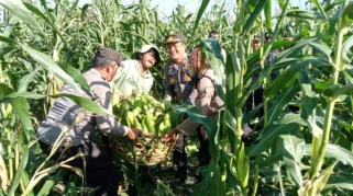 Polsek Blahbatuh Panen Jagung 1,5 Hektar Dukung Ketahanan Pangan Nasional