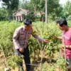 Polsek Rubaru Dampingi Petani Tomat, Perkuat Ketahanan Pangan Nasional