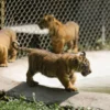 Populasi Satwa Langka Bertambah, 4 Bayi Harimau Sumatera Lahir di Taman Safari Prigen Pasuruan