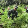 Program GDAD: Pemkab Madina dan BNN Alihkan Profesi Pekebun Ganja Jadi Petani Legal