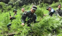 Program GDAD: Pemkab Madina dan BNN Alihkan Profesi Pekebun Ganja Jadi Petani Legal