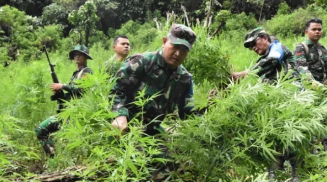 Program GDAD: Pemkab Madina dan BNN Alihkan Profesi Pekebun Ganja Jadi Petani Legal