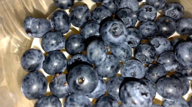 Rahasia Sehat di Balik Blueberry: Manfaat untuk Otak, Jantung, dan Kulit
