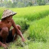 Regenerasi Petani Terhambat: Anak Muda Enggan Bertani karena Pendapatan Tak Pasti