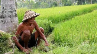 Regenerasi Petani Terhambat: Anak Muda Enggan Bertani karena Pendapatan Tak Pasti