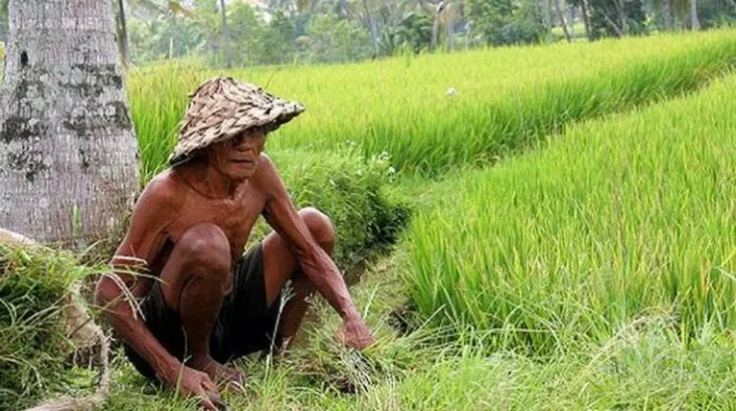 Regenerasi Petani Terhambat: Anak Muda Enggan Bertani karena Pendapatan Tak Pasti