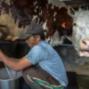 RI Masih Impor 3,7 Juta Ton Susu per Tahun, Produksi Lokal Baru Penuhi 20% Kebutuhan