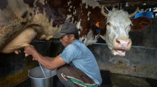 RI Masih Impor 3,7 Juta Ton Susu per Tahun, Produksi Lokal Baru Penuhi 20% Kebutuhan