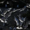 Ribuan Burung Camar Jambul Kecil Bersarang di Pulau Kubbar, Kuwait