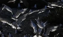 Ribuan Burung Camar Jambul Kecil Bersarang di Pulau Kubbar, Kuwait