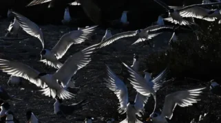 Ribuan Burung Camar Jambul Kecil Bersarang di Pulau Kubbar, Kuwait