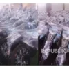 Ribuan Motor Listrik MBG Mangkrak di Gudang, Kejagung Pastikan Tak Disita