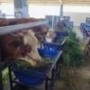 RPH Pegirian Pindah ke Tambak Osowilangun, Distribusi Daging Surabaya Tetap Lancar